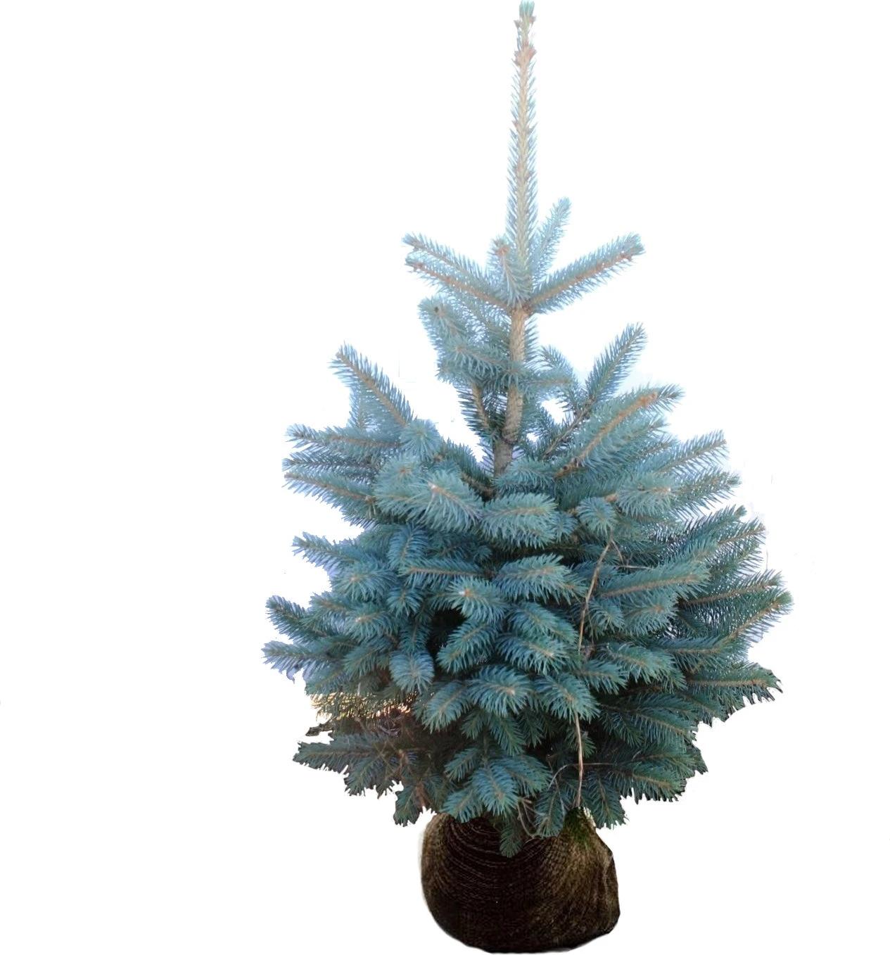 Blauwspar (Picea Pungens 'Glauca') H 100 Cm 3 Blauwspar (Picea Pungens 'Glauca') H 100 Cm
