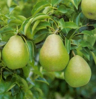 Biologische Perenboom (Pyrus Communis 'Doyenne Du Comice') D 26 H 150 Cm 4 Biologische Perenboom (Pyrus Communis 'Doyenne Du Comice') D 26 H 150 Cm - Afbeelding 2