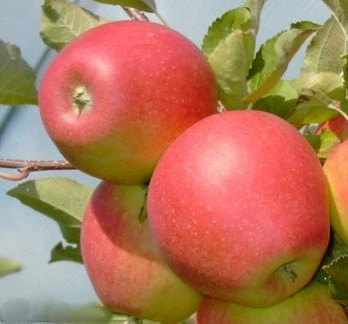 Biologische Handappel (Malus Domestica 'Pinova') D 26 H 150 Cm 4 Biologische Handappel (Malus Domestica 'Pinova') D 26 H 150 Cm - Afbeelding 2