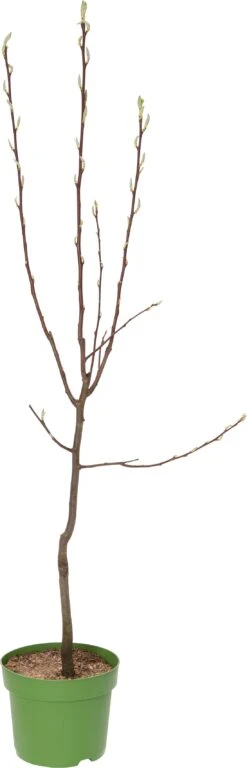 Biologische Perenboom (Pyrus Communis 'Bonne Louise D'Avranches') D 26 H 150 Cm