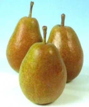 Biologische Perenboom (Pyrus Communis 'Bonne Louise D'Avranches') D 26 H 150 Cm 4 Biologische Perenboom (Pyrus Communis 'Bonne Louise D'Avranches') D 26 H 150 Cm - Afbeelding 2