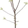 Biologische Handappel (Malus Domestica 'Jonagold') D 26 H 150 Cm 1 Biologische Handappel (Malus Domestica 'Jonagold') D 26 H 150 Cm -Talen Tools Winkel 8717263278894