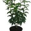 Portugese Laurier (Prunus Lusitanica 'Angustifolia') D 17 H 30 Cm 2 Portugese Laurier (Prunus Lusitanica 'Angustifolia') D 17 H 30 Cm -Talen Tools Winkel 8717263279457 1