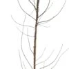 Biologische Pruim (Prunus Domestica 'Mirabelle De Nancy') D 26 H 150 Cm -Talen Tools Winkel 8717263279914
