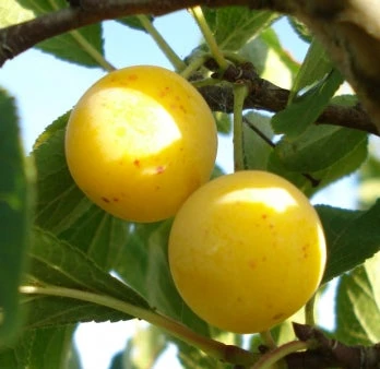 Biologische Pruim (Prunus Domestica 'Mirabelle De Nancy') D 26 H 150 Cm 4 Biologische Pruim (Prunus Domestica 'Mirabelle De Nancy') D 26 H 150 Cm - Afbeelding 2