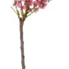 Biologische Amandel (Prunus Dulcis) D 23 H 80 Cm -Talen Tools Winkel 8717263279921