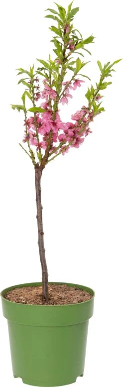 Biologische Amandel (Prunus Dulcis) D 23 H 80 Cm