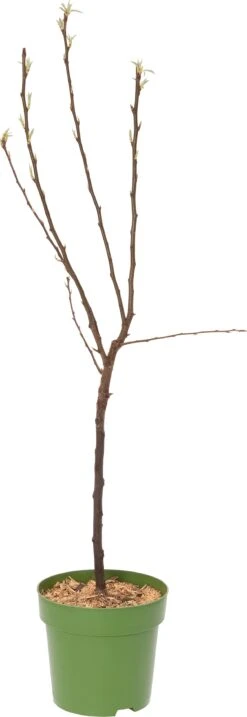 Biologische Perenboom (Pyrus Communis 'Bonne Louise D'Avranches') D 23 H 80 Cm