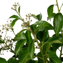 Klimop (Hedera Helix 'Arborescens') D 19 H 40 Cm -Talen Tools Winkel 8717263282303 1