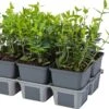 Kardinaalsmuts In 6-pack (Euonymus Fortunei 'Radicans') D 9 H 15 Cm -Talen Tools Winkel 8717263283805