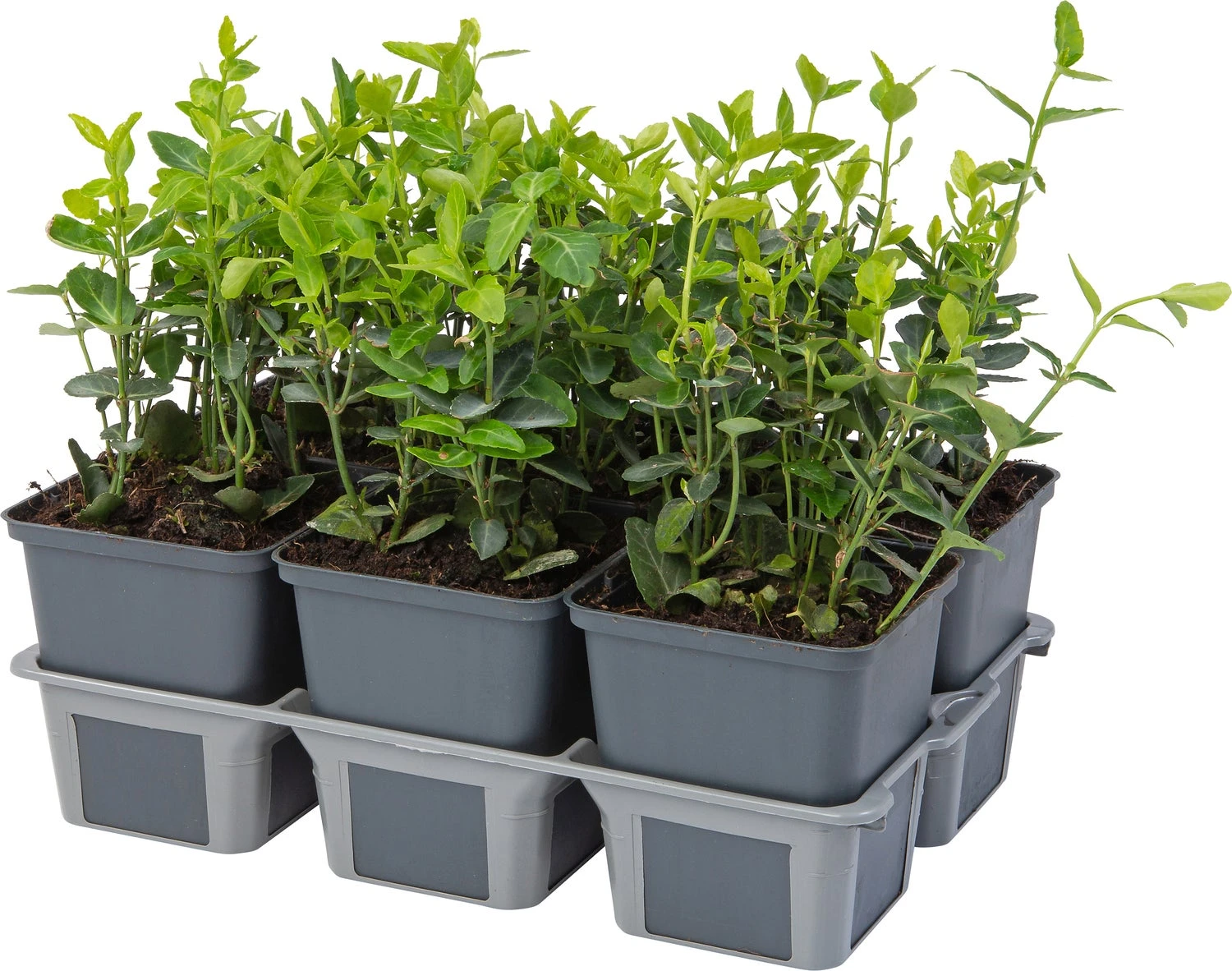 Kardinaalsmuts In 6-pack (Euonymus Fortunei 'Radicans') D 9 H 15 Cm 3 Kardinaalsmuts In 6-pack (Euonymus Fortunei 'Radicans') D 9 H 15 Cm