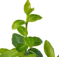 Kardinaalsmuts In 6-pack (Euonymus Fortunei 'Radicans') D 9 H 15 Cm 5 Kardinaalsmuts In 6-pack (Euonymus Fortunei 'Radicans') D 9 H 15 Cm -Talen Tools Winkel 8717263283805 2