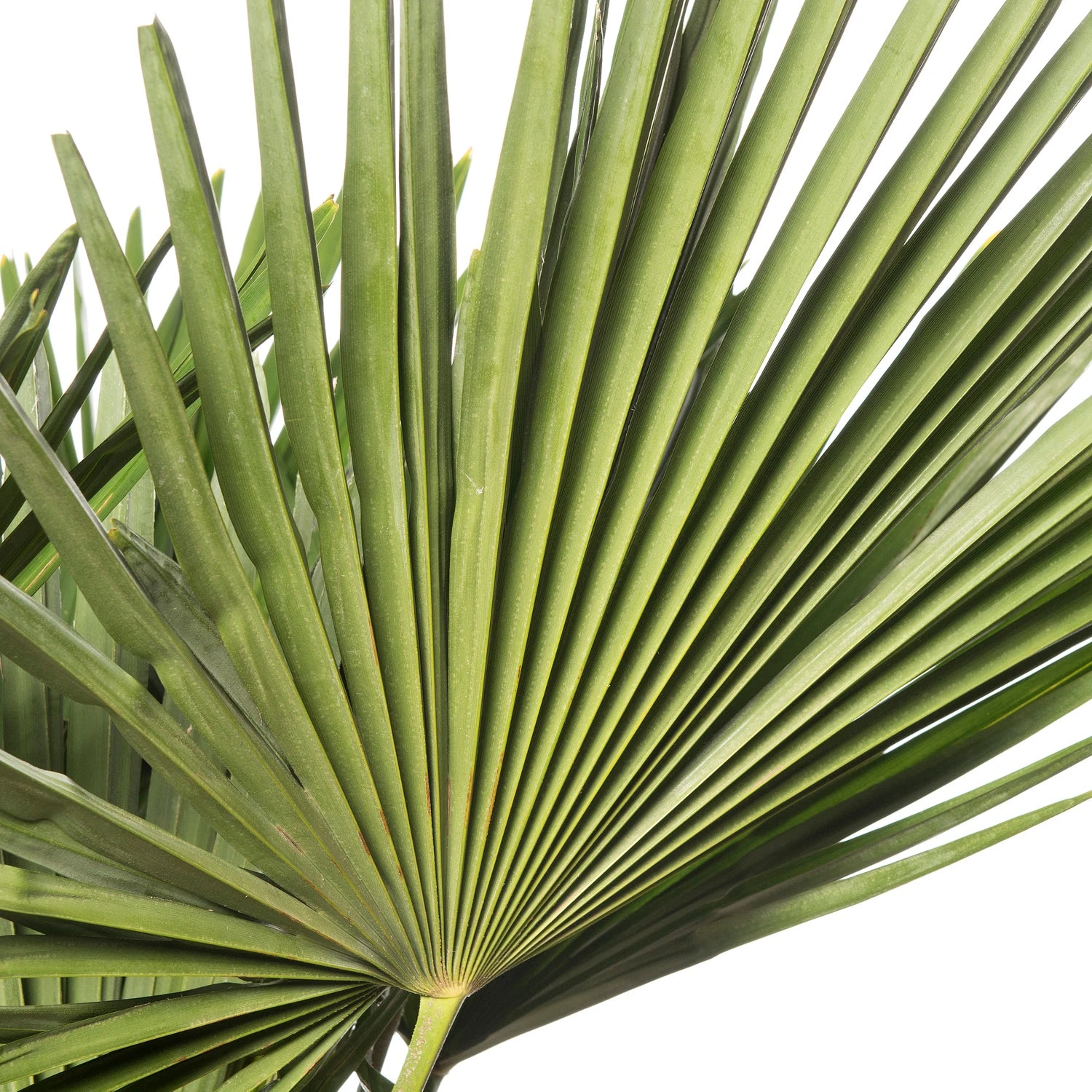 Chinese Waaierpalm (Trachycarpus Fortunei) D 36 H 150 Cm 4 Chinese Waaierpalm (Trachycarpus Fortunei) D 36 H 150 Cm - Afbeelding 2