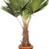Chinese Waaierpalm (Trachycarpus Fortunei) D 36 H 150 Cm