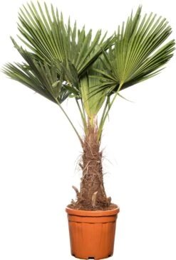 Chinese Waaierpalm (Trachycarpus Fortunei) D 36 H 150 Cm