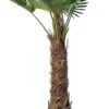 Chinese Waaierpalm (Trachycarpus Fortunei) D 70 H 200 Cm -Talen Tools Winkel 8717263435815 1 1