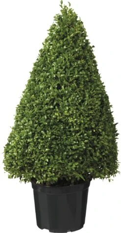 Palmboompje Kegelvorm (Buxus Sempervirens) D 32 H 70 Cm