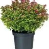 Scarletta (Leucothoe) D 23 H 30 Cm -Talen Tools Winkel 8717263438472