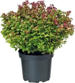 Scarletta (Leucothoe) D 23 H 30 Cm