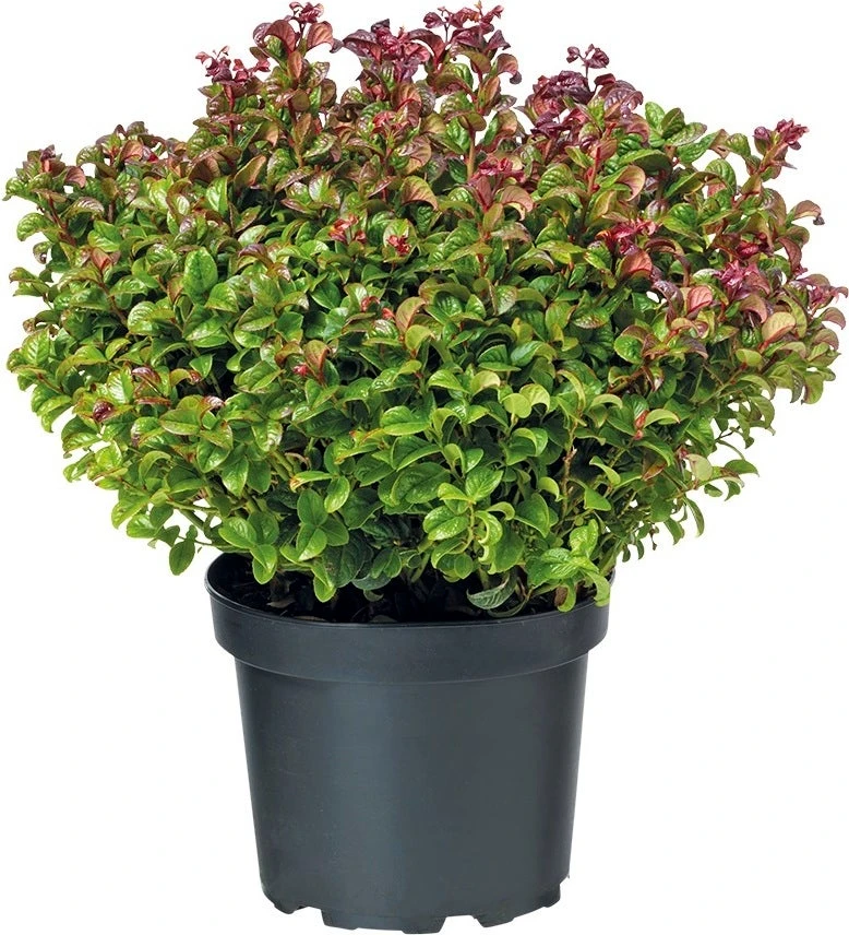 Scarletta (Leucothoe) D 23 H 30 Cm 3 Scarletta (Leucothoe) D 23 H 30 Cm