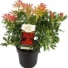 Rotsheide (Pieris Japonica 'Forest Flame') D 23 H 30 Cm -Talen Tools Winkel 8717263438571 2