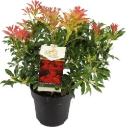 Rotsheide (Pieris Japonica 'Forest Flame') D 23 H 30 Cm