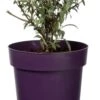 Vlinderstruik (Buddleja 'Buzz Violet') D 17 H 25 Cm 2 Vlinderstruik (Buddleja 'Buzz Violet') D 17 H 25 Cm -Talen Tools Winkel 8717263440529 0