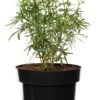 Mexicaanse Oranjebloesem (Choisya Ternata 'White Dazzler') D 17 H 25 Cm -Talen Tools Winkel 8717263442608