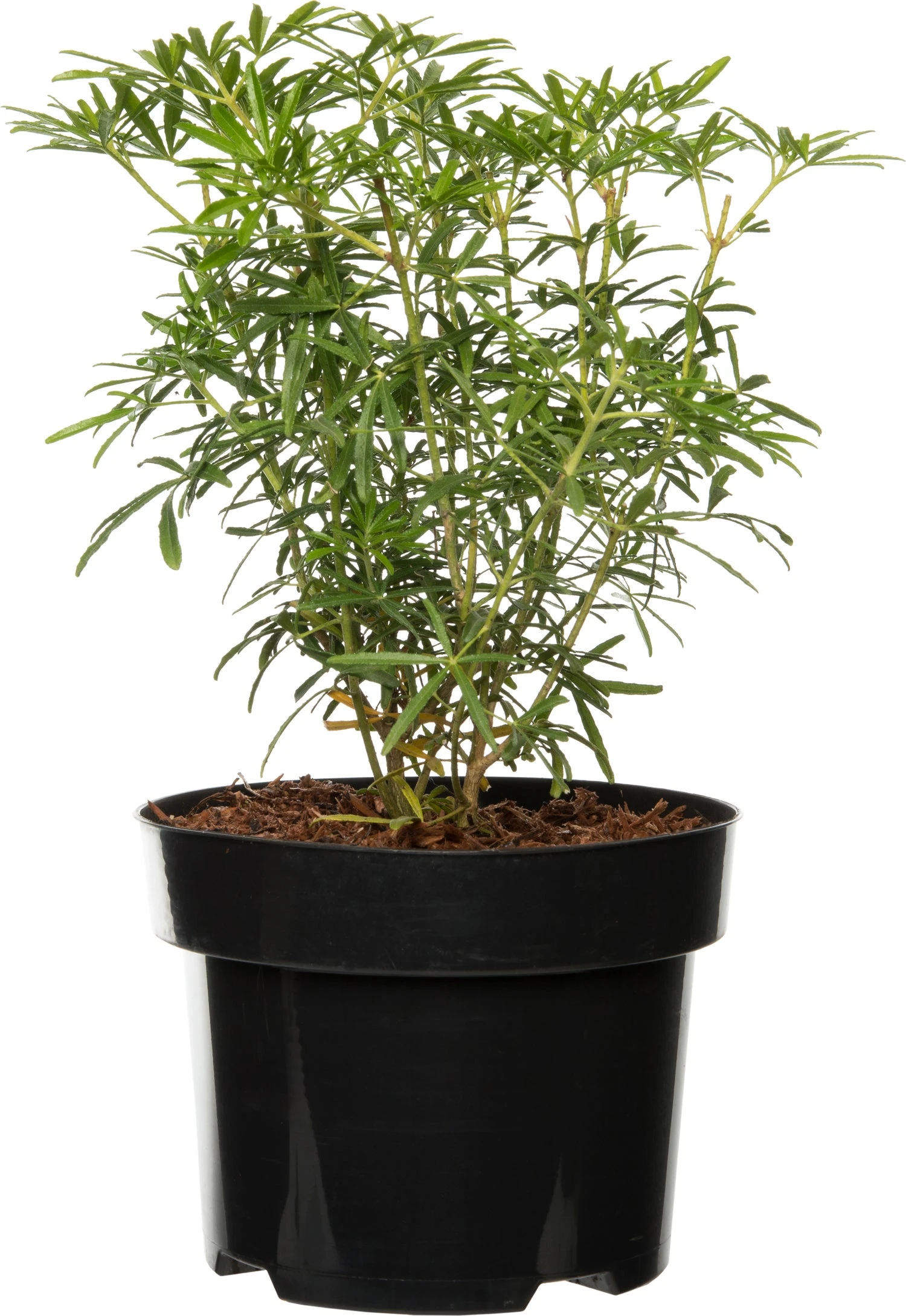 Mexicaanse Oranjebloesem (Choisya Ternata 'White Dazzler') D 17 H 25 Cm 3 Mexicaanse Oranjebloesem (Choisya Ternata 'White Dazzler') D 17 H 25 Cm