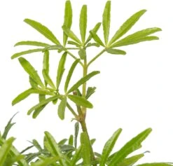 Mexicaanse Oranjebloesem (Choisya Ternata 'White Dazzler') D 17 H 25 Cm 5 Mexicaanse Oranjebloesem (Choisya Ternata 'White Dazzler') D 17 H 25 Cm -Talen Tools Winkel 8717263442608 2