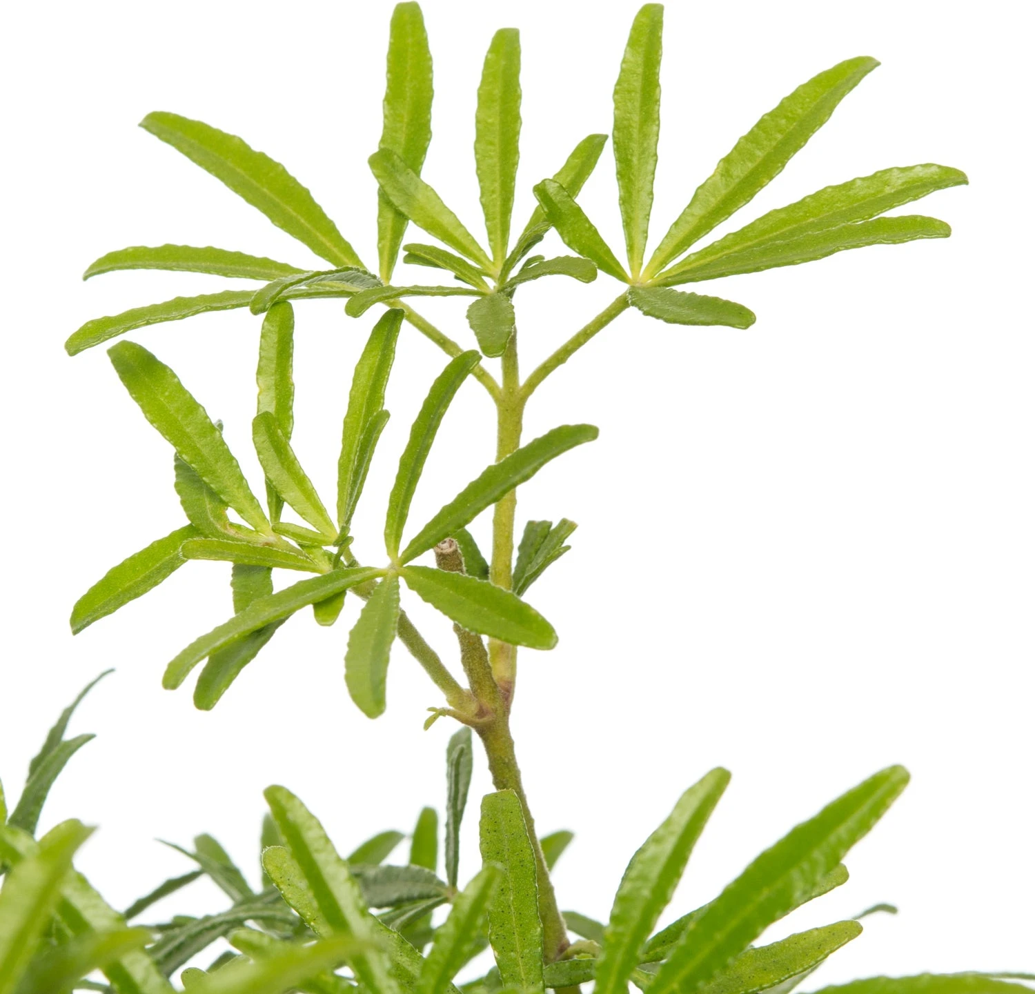 Mexicaanse Oranjebloesem (Choisya Ternata 'White Dazzler') D 17 H 25 Cm 4 Mexicaanse Oranjebloesem (Choisya Ternata 'White Dazzler') D 17 H 25 Cm - Afbeelding 2