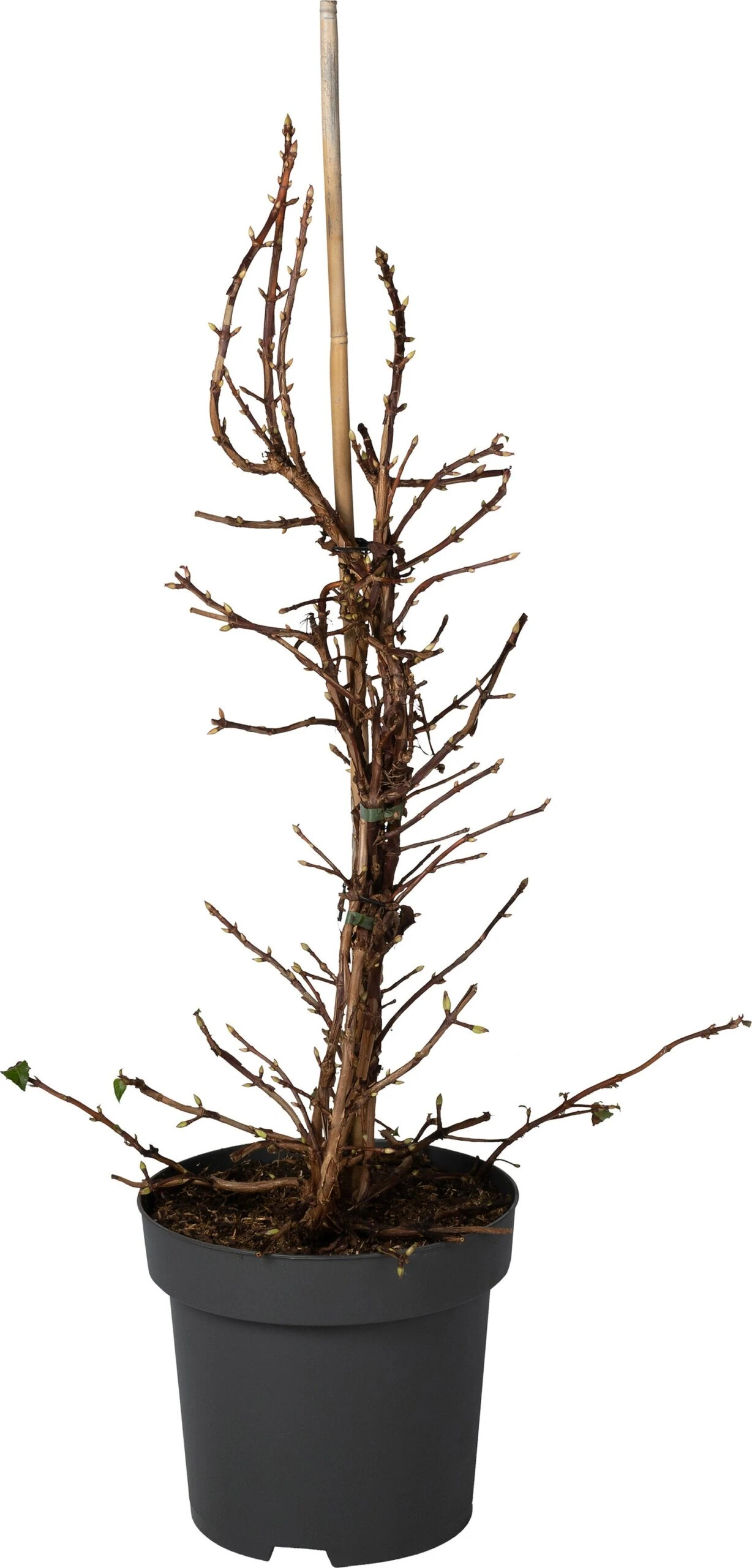 Klimhortensia (Hydrangea Anomala ‘Petiolaris’) D 31 H 80 Cm 3 Klimhortensia (Hydrangea Anomala ‘Petiolaris’) D 31 H 80 Cm