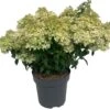 Pluimhortensia (Hydrangea Paniculata 'Bobo') D 32 H 50 Cm 1 Pluimhortensia (Hydrangea Paniculata 'Bobo') D 32 H 50 Cm -Talen Tools Winkel 8717263444831