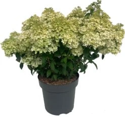 Pluimhortensia (Hydrangea Paniculata 'Bobo') D 32 H 50 Cm