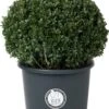 Japanse Hulst In Bolvorm (Ilex Crenata 'Dark Green') D 50 H 70 Cm -Talen Tools Winkel 8717263445357 0
