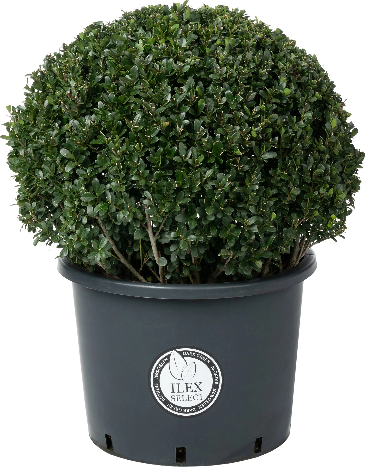 Japanse Hulst In Bolvorm (Ilex Crenata 'Dark Green') D 50 H 70 Cm 3 Japanse Hulst In Bolvorm (Ilex Crenata 'Dark Green') D 50 H 70 Cm