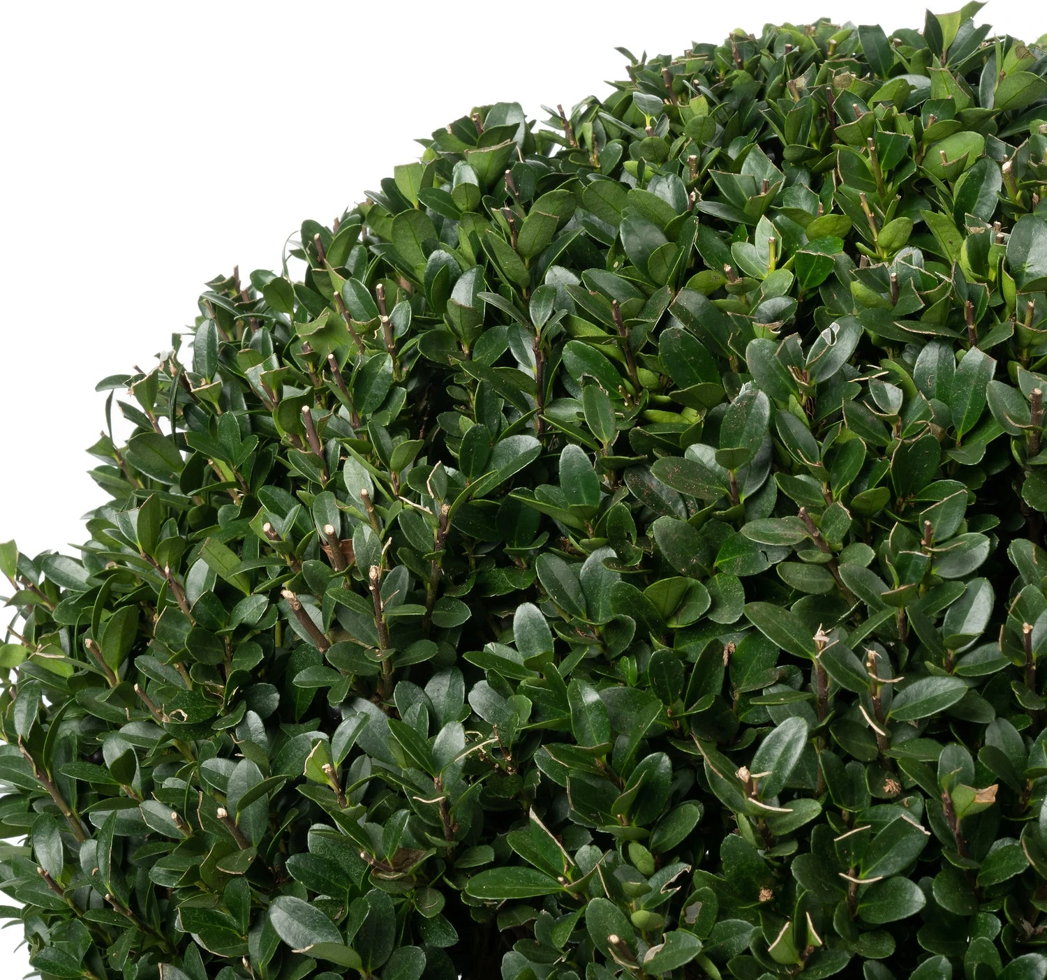 Japanse Hulst In Bolvorm (Ilex Crenata 'Dark Green') D 50 H 70 Cm 4 Japanse Hulst In Bolvorm (Ilex Crenata 'Dark Green') D 50 H 70 Cm - Afbeelding 2