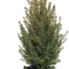 Dwergspar (Picea Glauca 'Conica') D 27 H 75 Cm -Talen Tools Winkel 8717263448327