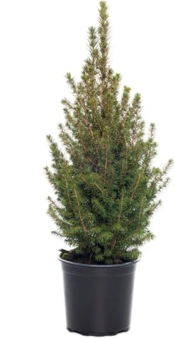 Dwergspar (Picea Glauca 'Conica') D 27 H 75 Cm