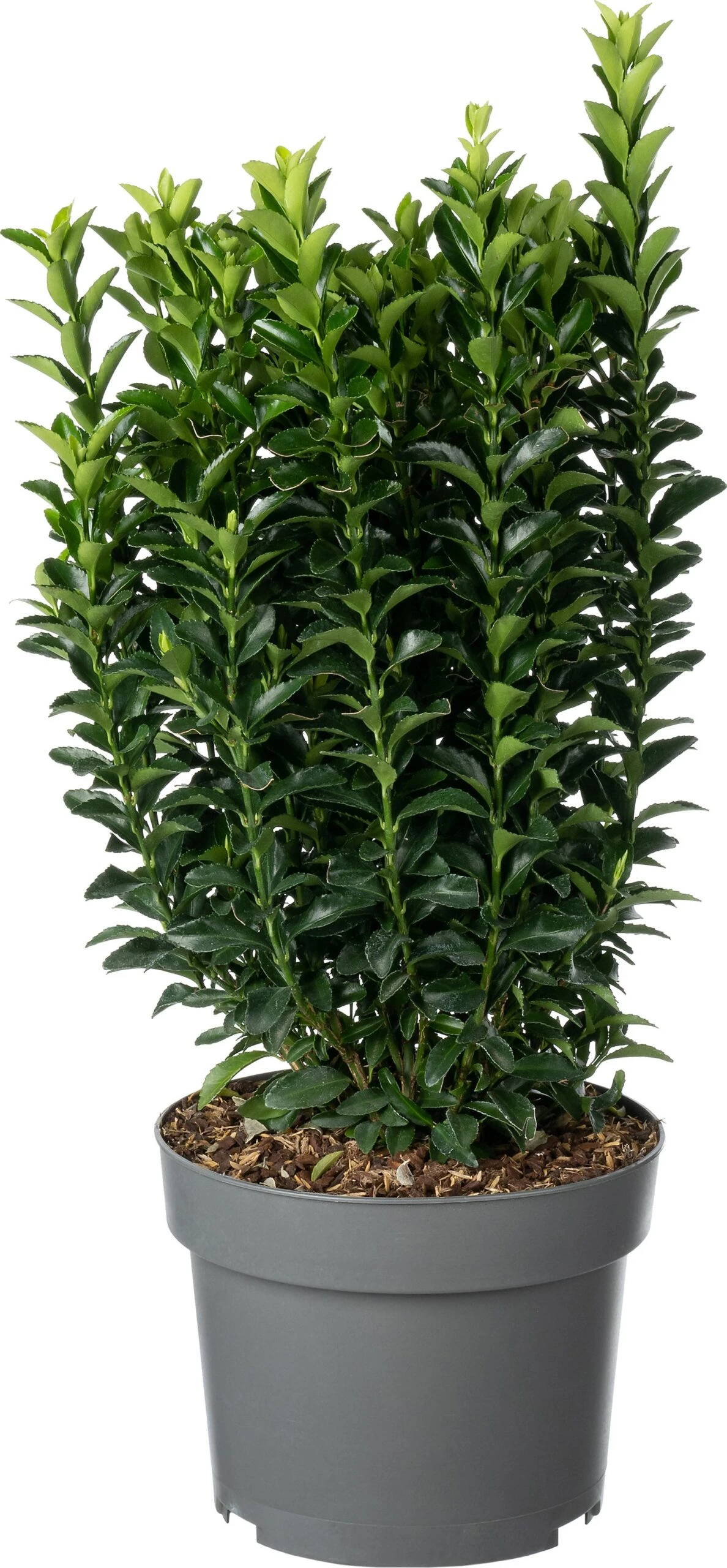 Japanse Kardinaalsmuts (Euonymus Japonicus 'Microphyllus') D 19 H 25 Cm 3 Japanse Kardinaalsmuts (Euonymus Japonicus 'Microphyllus') D 19 H 25 Cm