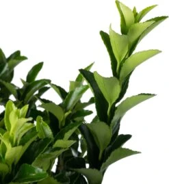 Japanse Kardinaalsmuts (Euonymus Japonicus 'Microphyllus') D 19 H 25 Cm 5 Japanse Kardinaalsmuts (Euonymus Japonicus 'Microphyllus') D 19 H 25 Cm -Talen Tools Winkel 8717263454229 1