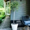 Vijg (Ficus Carica) D 28 H 130 Cm -Talen Tools Winkel 8717263483083 1