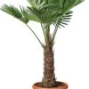 Chinese Waaierpalm (Trachycarpus Fortunei) D 34 H 170 Cm 1 Chinese Waaierpalm (Trachycarpus Fortunei) D 34 H 170 Cm -Talen Tools Winkel 8717263483229 1