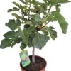Vijg (Ficus Carica) D 25 H 70 Cm 2 Vijg (Ficus Carica) D 25 H 70 Cm -Talen Tools Winkel 8717263484240 1