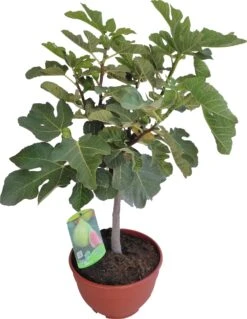 Vijg (Ficus Carica) D 25 H 70 Cm