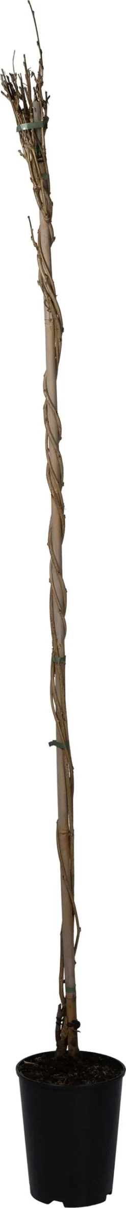 Blauwe Regen (Wisteria Floribunda 'Lawrence') D 23 H 210 Cm