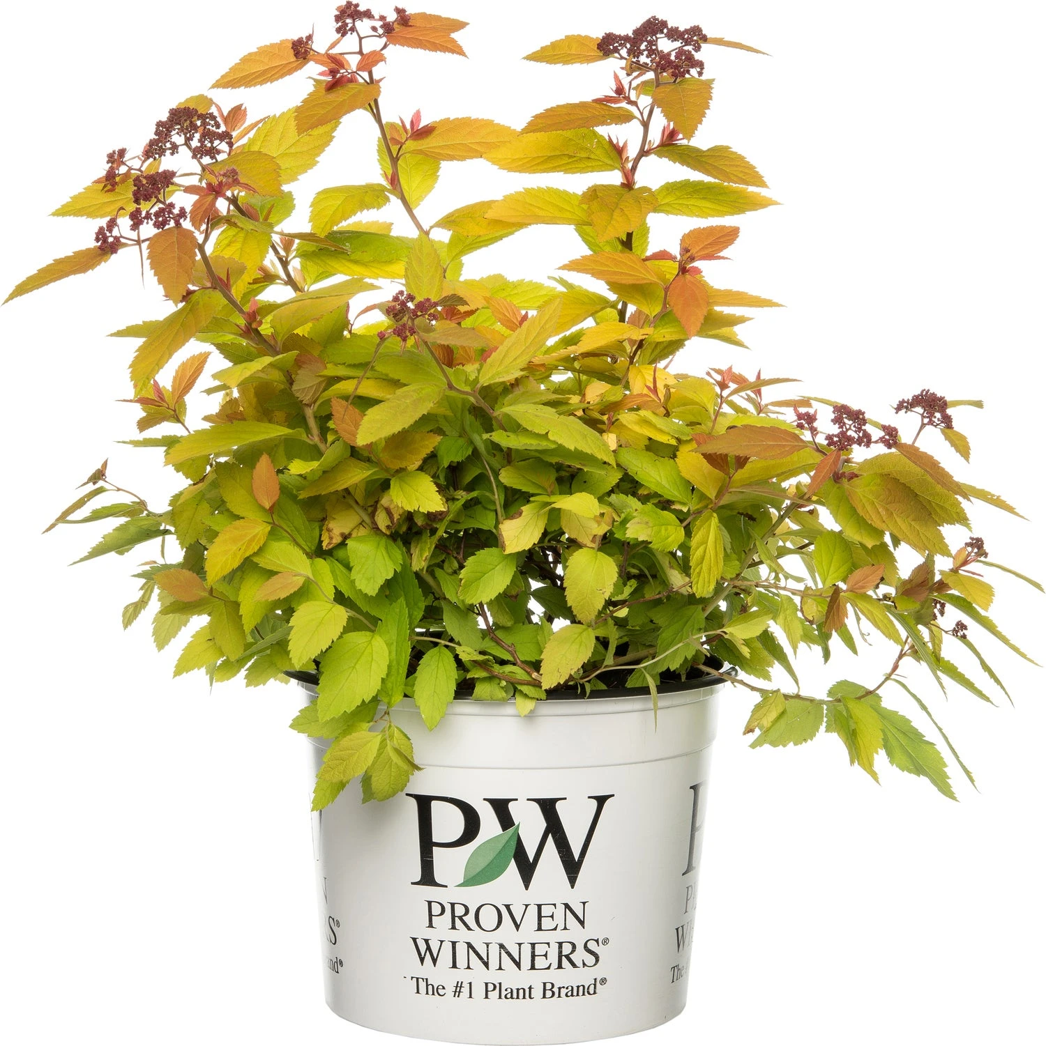 Spierstruik (Spiraea 'Big Bang') D 19 H 25 Cm 3 Spierstruik (Spiraea 'Big Bang') D 19 H 25 Cm