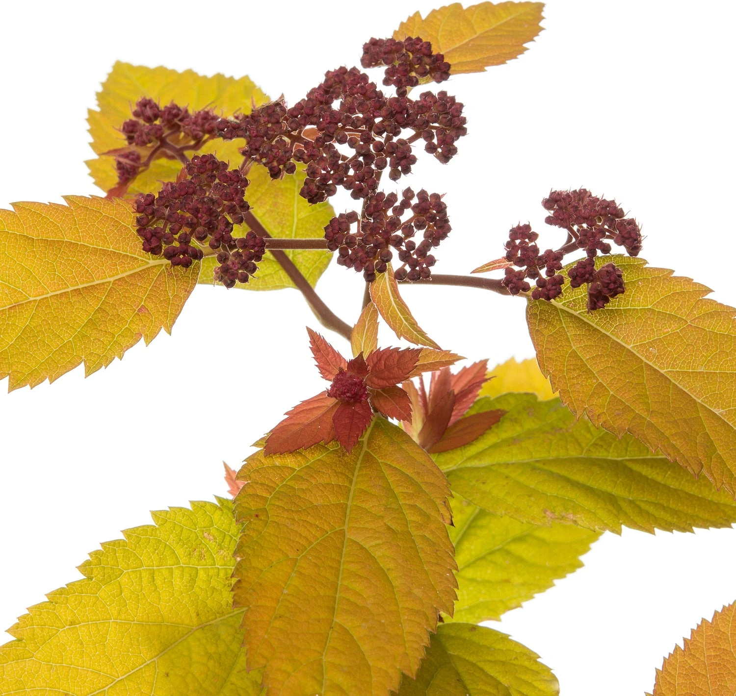 Spierstruik (Spiraea 'Big Bang') D 19 H 25 Cm 4 Spierstruik (Spiraea 'Big Bang') D 19 H 25 Cm - Afbeelding 2