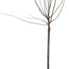 Amandelboompje Op Stam (Prunus Triloba) D 28 H 120 Cm 1 Amandelboompje Op Stam (Prunus Triloba) D 28 H 120 Cm -Talen Tools Winkel 8717263504320 0