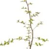 Haagbeuk (Carpinus Betulus PL 60-80) D 17 H 90 Cm